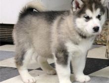 Alaskan Malamute Puppies