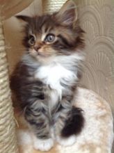 Beautiful Maine Coon Kittens