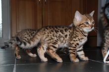 Bengal Kittens