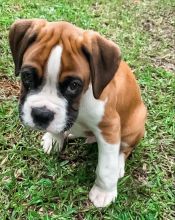 Boxer puppies for good re homing to interested homes.