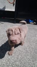Gorgeous Chunky Shar Pei Girl and boy puppies