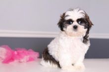 Kc Registered Shih Tzu Puppys