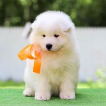 Samoyed puppies for good re homing to interested homes.