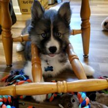 Siberian husky puppies, male and female for adoption