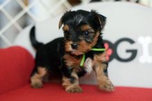 Yorkie puppies for good re homing to interested homes.