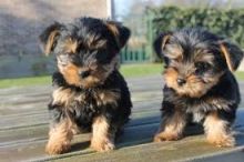 Yorkshire Terrier pups