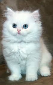 Adorable Pure Persian Kittens Image eClassifieds4u