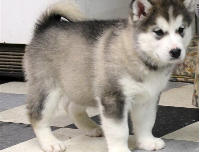 Alaskan Malamute Puppies Image eClassifieds4u