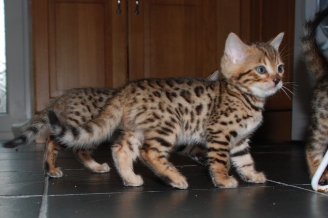 Bengal Kittens Image eClassifieds4u