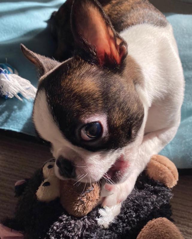 Boston terrier Puppies Available for adoption Image eClassifieds4u