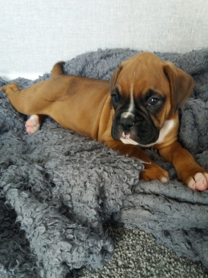 Beautiful M/F Boxer Puppies Image eClassifieds4u