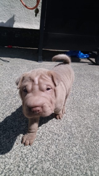 Gorgeous Chunky Shar Pei Girl and boy puppies Image eClassifieds4u