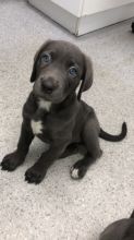 Best Cane Corso Puppies Image eClassifieds4U