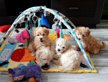 Adorable Maltipoo Pups ready for New Home! Email cheyannefennell292@gmail.com or text (626)-655-3479 Image eClassifieds4u 1