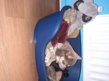 Beautiful Chihuahua Pups ready for sale! Email cheyannefennell292@gmail.com or text (626)-655-3479 Image eClassifieds4U