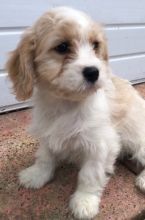 Cavapoo Pups Image eClassifieds4U