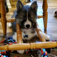 Siberian husky puppies, male and female for adoption Image eClassifieds4U