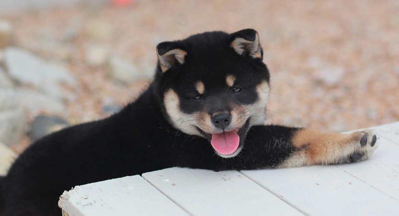 Energetic AKC Shiba Inu Puppies Image eClassifieds4u