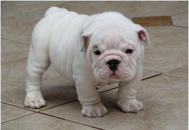 Exceptionally Handsome English Bulldog Puppies Image eClassifieds4u