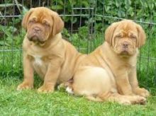 Dogue de Bordeaux (French Mastiff) Puppies