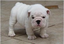 Exceptionally Handsome English Bulldog Puppies
