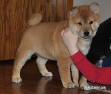 Cuddly Shiba Inu Pups