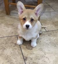 cute male n female Pembroke Welsh Corgi puppies for adoption