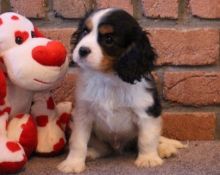 cutest Cavalier King Charles Spaniel Puppies