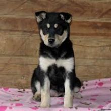 Shiba Inu puppies