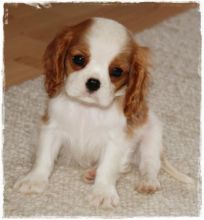 Stunning male and female Cavalier King Charles Spaniel Puppies