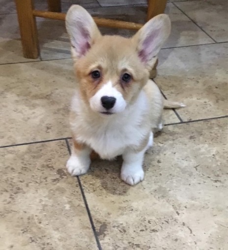 cute male n female Pembroke Welsh Corgi puppies for adoption Image eClassifieds4u