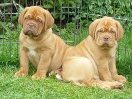 Dogue de Bordeaux (French Mastiff) Puppies Image eClassifieds4u