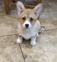 cute male n female Pembroke Welsh Corgi puppies for adoption Image eClassifieds4U
