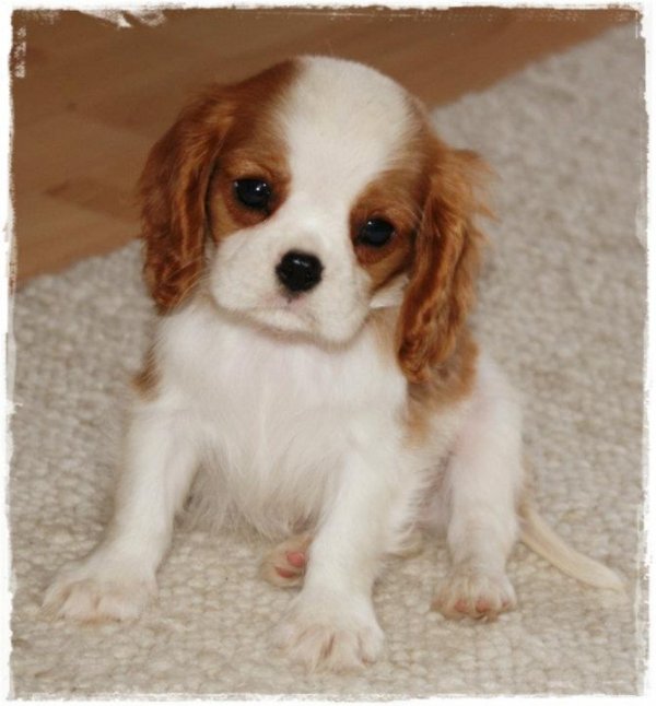 Stunning male and female Cavalier King Charles Spaniel Puppies Image eClassifieds4u