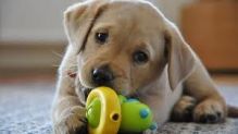 12 weeks old Labrador Retriever puppies