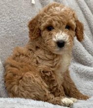 C0ckapoo pups for sale