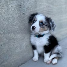 AUSTRALIAN SHEPHERD PUPPIES AVAILABLE FOR FREE ADOPTION