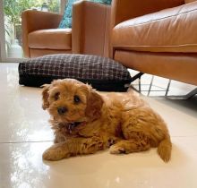 Purebred Cavapoo puppies ready for adoption