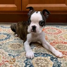 Boston Terrie Puppies For Adoption