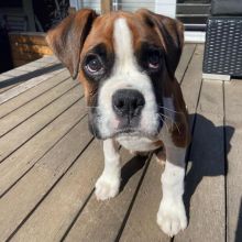 BOXER PUPPIES ARE READY TO GO TO THEIR NEW HOMES