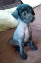 Chinese crested pups for sale