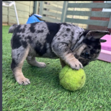 French Bulldog pups for sale