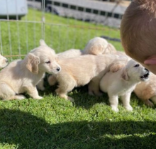 Golden Retriever pups for sale