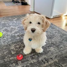 HAVANESE PUPPIES AVAILABLE FOR FREE ADOPTION