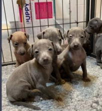 Italian Greyhound pups available