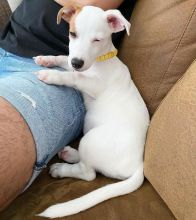 JACK RUSSEL PUPPIES AVAILABLE FOR FREE ADOPTION