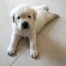 labrador puppies for adoption