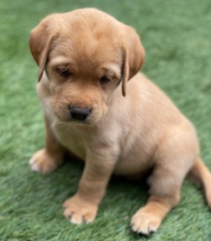 Labrador pups for adoption