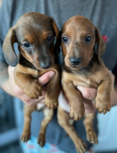 Miniature dachshunds pups for sale