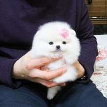 POMERANIAN PUPPIES FOR ADOPTION